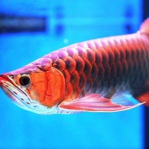 Meet your Posher, Victor